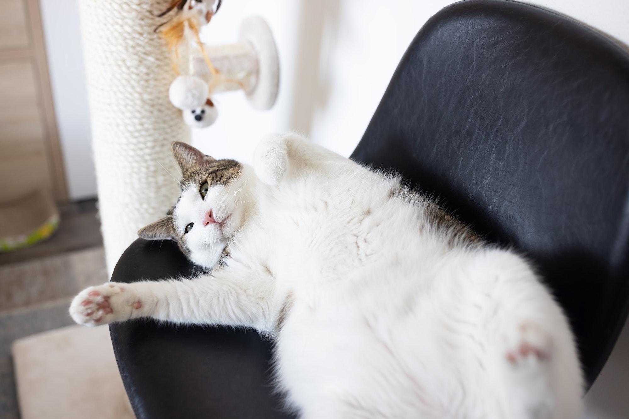 Fat cat laying on leather chair next to scratching post
